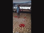 Load and play video in Gallery viewer, RAFFLE TICKETS
